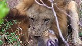 被鬣狗疯狂掏肛后，雄狮疯狂复仇，直接将鬣狗咬死“示众”！