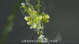 一生只吃一顿饭，一顿吃2周，神奇海洋生物有光就能活！