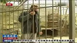 为筹善款 乌克兰动物园园长与母狮同笼
