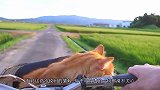 橘猫坐火车，发现主人抱着另一只猫，瞬间发飙，猫：你给我下来