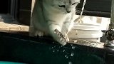 猫：奇怪了，水怎么抓不着！