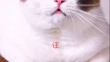 没啥才艺、给大家表演个狗叫吧 星探家 猫 吸猫