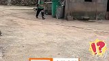狗狗持续近3年，路口迎接小主人放学