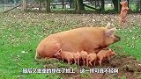 老母猪喂奶时，突然发“猪癫疯”，一头将小猪崽顶上天！