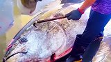 百年罕见的金枪鱼，体重超过100斤，第1视角切割感觉太震撼了！