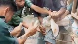 第一次见，角就是动物的骨肉，看着都疼