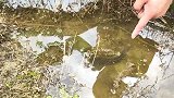 沟渠捡田螺，发现水草下面有动静，走近一看直呼发财了!