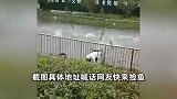苏州独墅湖鱼群不断跃出湖面像特效，掉落两岸，路人激动捞鱼