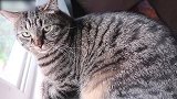 好可爱的猫咪啊，看这奶凶奶凶的小眼神，又是谁惹你了呢