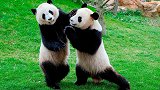 我们的国宝熊猫其实真正的名字并不叫熊猫？