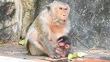 母亲生完宝宝有多虚弱？看看这只母猴就知道了，真心疼！