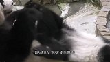 熊猫妈妈吃完早餐，遇到“面壁思过”的宝宝，神转折请憋住别笑
