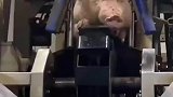 猪八戒的耳朵都瞬间支棱了