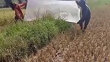 老外是这样捕捉棉花上的蝗虫的，不知道管不管用？