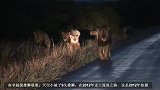 9头天空被子雄狮的经典瞬间：曾被寄予厚望，却有负众望