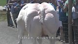 人为干涉产生“牛魔王”，越强壮越受罪，一生要经历十次剖腹产！