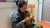 趣味萌宠：可爱小猴子吃零食