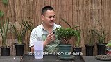 养杜鹃花，给它添点“猛料”，让它开花更多更艳丽