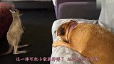 袋鼠找狗子打架,对着狗子拳打脚踢,结局太搞笑了!