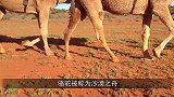 骆驼喝水堪比抽水机，喝水速度太快了，简直太神奇了！
