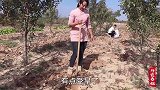 春姐地里挖些土豆，做陕北特色美食洋芋擦擦，拌着秘制汤汁吃美了