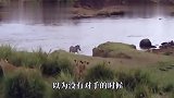 小牛被狮子攻击,为救孩子水牛妈妈牺牲自己,却被小牛“蠢哭了”