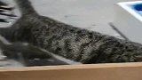 中华狸花猫扑捉老鼠全程，一顿操作猛如虎