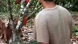 果子熟了，新鲜采摘，田园生活