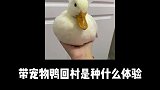 带柯尔鸭回村是种什么体验