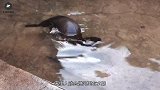 河边惊现奇怪生物，村民：不是水鬼那是何物？