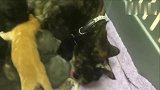 小松鼠混进一窝小猫里面，猫妈妈对它宠爱有加，如亲生一般！