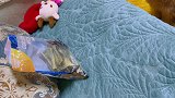 三个小吃货的日常吃鱼皮