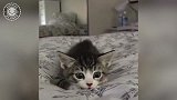你还抱着小猫咪啊，是不想被人靠近吗，真是太温馨了！