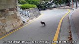日常流浪猫打架，虎皮猫主动走到橘猫身边还动手打了