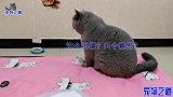 五只小奶猫出生几天，主人叫猫爸来看猫宝，猫妈的反应让公猫懵了