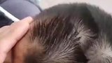 男孩头上长好几个旋，网友见状议论纷纷