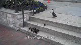 小鸭子找不到妈妈急得直打转，游客伸出“援助之手”，也太狠了吧