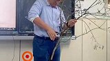 农业大学老师沉浸式教学，园林课上手把手教你修枝