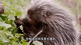 浑身是刺的豪猪，怎么繁殖后代？满身的刺连非洲豹都吃过它的亏！