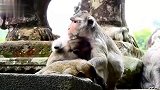 断手猴是一位好妈妈