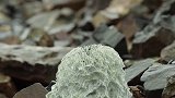 雪莲有祛风湿、消肿止痛等作用，未经处理的它长什么样，可别错过