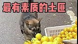 最有素质的土匪，拿一个就算了，拿俩就有点欺负人了！