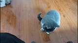 主人想抱猫，却被猫咪无情拒绝。