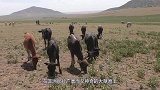非洲残忍陋习，新娘嫁给丈夫之前，必须接受如此残忍待遇表忠心