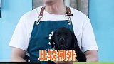 狗狗和铲屎官会越来越像？！萌宠成精了 狗狗 萌宠出道计划 拉布拉多