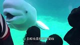 暖哭！游客手机不慎落入海里，热心白鲸捡回手机并送回