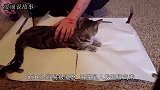 小猫咪一生气就会跺脚，这小模样太可爱了！主人笑到停不下来