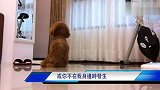 搞笑-20120316-超级爆笑看看主人不在家时狗狗都在干什么？