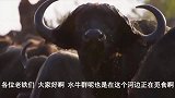 狮子偷袭水牛，狮子成功狩猎却遭到鬣狗骚扰，狮子保护食物！