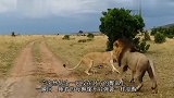 肯尼亚雄狮偷咬睡着的母狮遭对方反击,视频引爆笑网友称感同身受